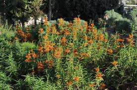 Image result for Leonotis myrothamnifolia