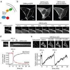 The plasma membrane is a semipermeable (not everything can pass through) boundary between the cell and its environment. Light Triggered Translocation Of Cry2 In Mammalian Cells A Schematic Download Scientific Diagram