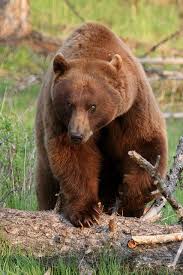 Black Bear Vs Grizzly Bear Size Patrick Connolly Old Blue Eyes Vertical Crop Blue Eyed Cinnamon Black Bear Grizzly Bear Bear Species Black Bear