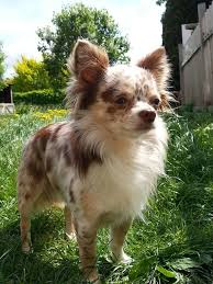 Look At This Beauty Merle Chihuahua Chihuahua Chihuahua Dogs