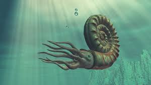 Image result for Cephalocroton