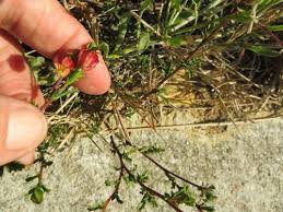 Image result for Hermannia seineri