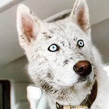 Maybe you would like to learn more about one of these? 23 Stunning Dogs That Look Like Wolves Animalso
