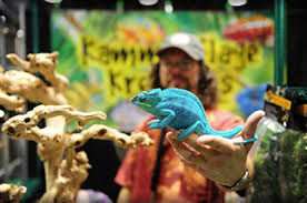 List of pet animals trade shows, fairs, exhibitions & conferences. Reptile Show Reptile Expo Near Me Reptiles Snakes Lizards For Sale