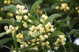 Image result for Acacia