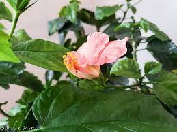 Growing Hibiscus Indoors General Hibiscus Plant Care Hibiscus Plant Growing Hibiscus Hibiscus Tree