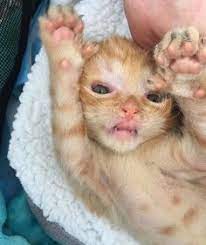 8 Meows Ideas Cats Cats And Kittens Kittens Cutest