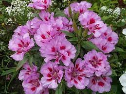 Godetia Large Flowered Rembrandt Godetia Cultivation And Care Diseases And Pests Of Godetia Flower Pots Flowers Large Flowers
