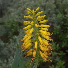 Image result for Aloiampelos tenuior