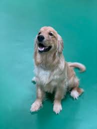 Adopt a puppy, get in touch, 1 akc registered/registerable rough collie pet puppy. Trained Dogs For Sale Royal Dog Academy