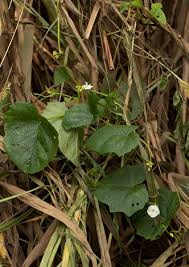 Image result for Lepistemon owariensis