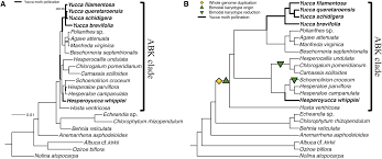 Image result for Behnia reticulata