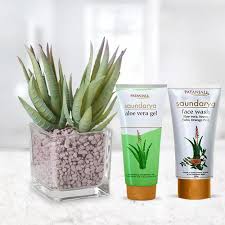 Gardening is my hobby and it is my. Send Fast Growing Aloe Vera Plant With Beauty Care Hamper To Kerala India Page Details Keralaflowersgifts Com