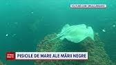 Pisicile de mare pot fi întâlnite în toate mările din regiunile tropicale și moderate ale lumii. Atacat De O Pisica De Mare Partea 2 Singapore Youtube