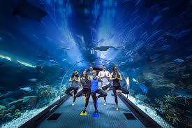 The oregon coast aquarium is a 501(c)3 nonprofit organization located in newport, on the beautiful oregon coast. Aquarium Underwater Zoo Beautiful Global Dubai Aquarium Summer Vibes Adventure Friends Aquarium