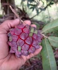Image result for Annonaceae