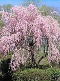 Bäume sind das symbol für das leben. Prunus Subhirtella Pendula Japanische Hange Zierkirsche Winterkirsche Gunstig Kaufen