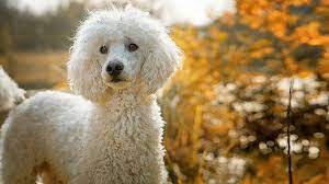 We did not find results for: Top 120 French Poodle Names Of The Year The Dog People By Rover Com