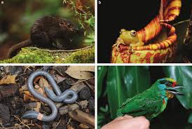 An endemic species is one whose habitat is restricted to a particular area. Examples Of Species Endemic To Malaysian Cloud Forests A The Download Scientific Diagram
