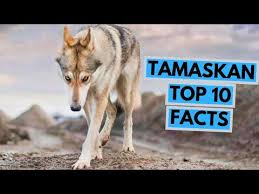 Devoted and loving breeder of tamaskans serving locations throughout united states, canada and mexico. Tamaskan Dog All You Need To Know About The Finnish Wolfdog K9 Web
