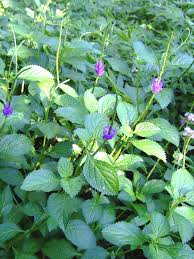 Image result for Stachytarpheta indica