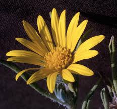 Image result for Hirpicium