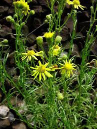 Image result for Senecio milanjianus