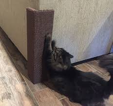We did not find results for: Sofa Scratcher Furniture Protector Squared Cat Scratching Post Moss Chewy Com
