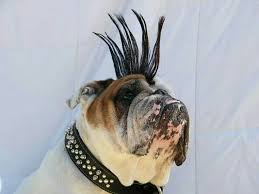 Punk Rocker Bulldog Bulldog Funny Bulldog English Bulldog