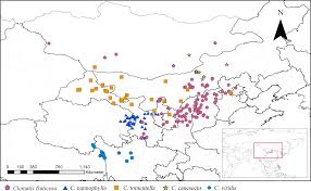 Clematis is a genus of about 300 species within the buttercup family, ranunculaceae. Predictive Modelling Of The Distribution Of Clematis Sect Fruticella S Str Under Climate Change Reveals A Range Expansion During The Last Glacial Maximum Peerj