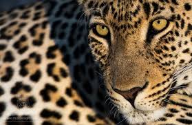 Big cat safari experience in africa. Timbavati Big Cat Safari Great For Photographing Relaxed Big Cats