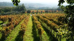 Cerchi un'azienda o una farmacia aperta? Sannio Di Vino Da Sant Agata Dei Goti A Guardia Sanframondi 2 Giorno Weekend Premium