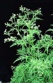 Image result for Parthenium