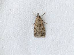 Image result for Scoparia subfusca