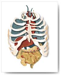 Or, illustrations of the relative position and movements of the internal organs, by francis sibson (london, 1869). Human Body Anatomy Rib Cage Human Anatomy