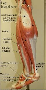 Your legs are two of your most important body parts. Cat Muscles Of The Lower Appendages David Fankhauser
