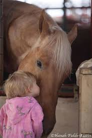 Ref Hannah Fields Australia Horses Animals Animals Beautiful