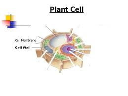 Maybe you would like to learn more about one of these? Plant And Animal Cell Structures Objective 2 0