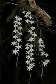 Image result for Aerangis appendiculata