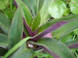 Persian shield is an exotic houseplant with large purple leaves that have an iridescent shine. Tradescantia Spathacea Boat Lily Moses In A Basket Moses In The Cradle Oyster Plant North Carolina Extension Gardener Plant Toolbox