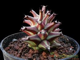 Image result for Monadenium spinulosum