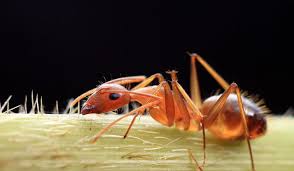 Image result for ant bite