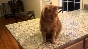 I certainly no expert or vet, but i have had cats all my life. Why Is Your Cat Dry Heaving Here S What To Do Excitedcats
