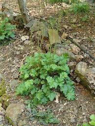 Image result for heuchera americana