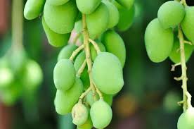 Image result for Anacardiaceae