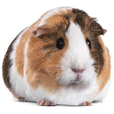 Small animal pets if you're ready to keep a small animal as a pet, we can help. Guinea Pig Sale Dubai Abu Dhabi Sharjah Guinea Pig Zoo And Pet