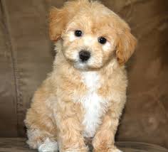 Pictures Of Maltipoo Puppies Hd Wallpapers And Pictures Maltipoo Puppy Maltipoo Dog Maltipoo Puppies For Sale