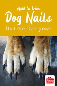 However, nail cutting doesn't have to be a rough ordeal. How To Trim Dog Nails That Are Overgrown Complete Guide Good Doggies Online Trimming Dog Nails Dog Nails How To Trim Dog Nails