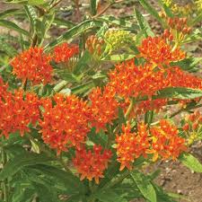 Flower Plants Plant Asclepias Butterfly Milkweed Plants Asclepias Milkweed Plant