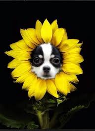Won T You Come And Wash Away The Rain Black Hole Sun Won T You Come And Wash Away The Rain With Images Cute Chihuahua Chihuahua Love Chihuahua Dogs